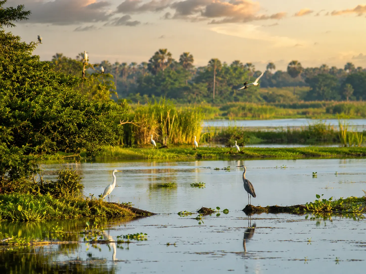 Anawilundawa Bird Sanctuary near Palm Grove Hideaway