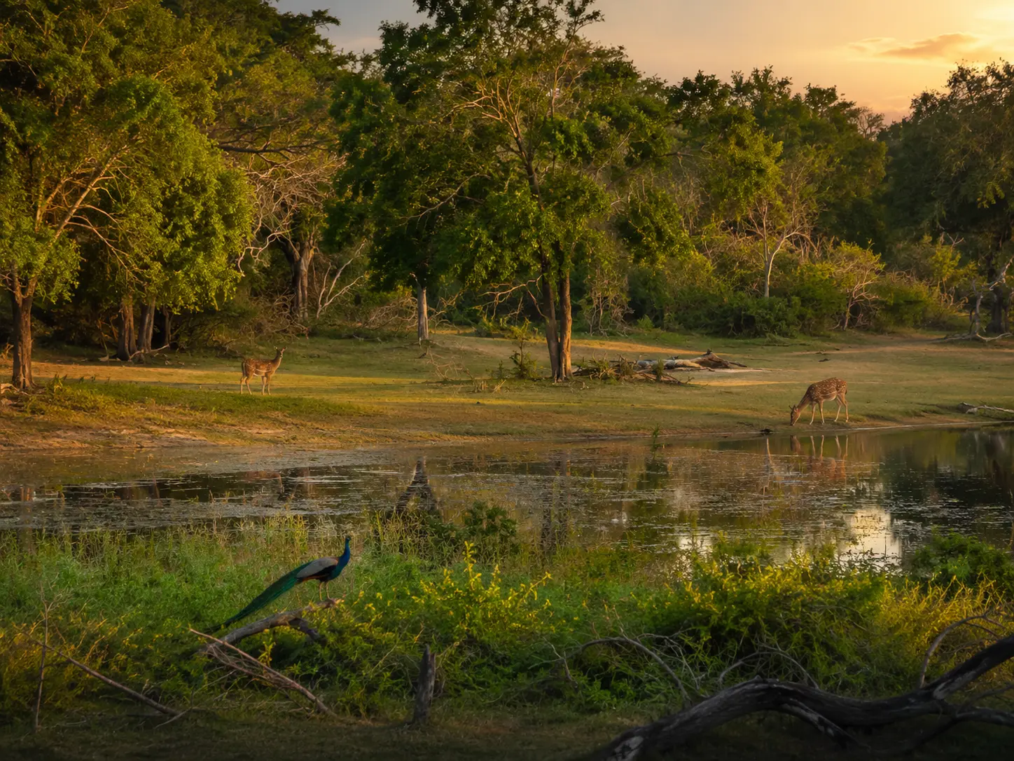 Wildlife safari landscape at Wilpattu National Park