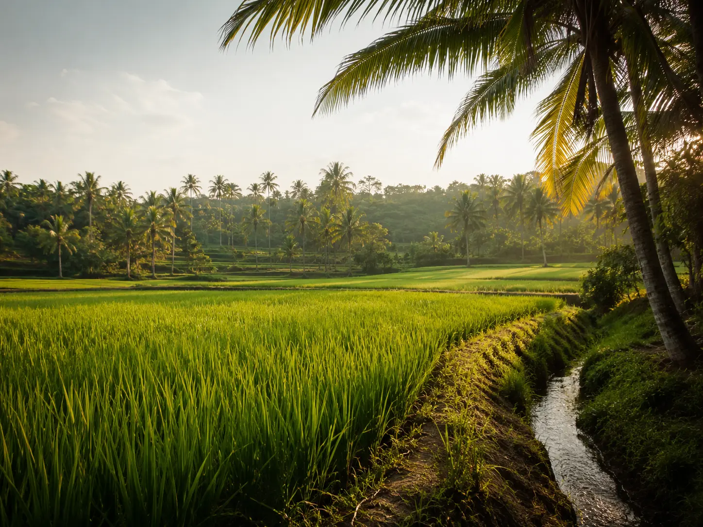 Traditional paddy field landscape near Palm Grove Hideaway